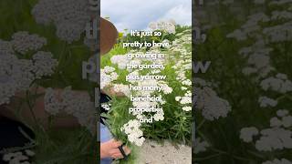 Add this beneficial perennial herb to your garden 🌿 yarrow medicinalplants [upl. by Cacka]