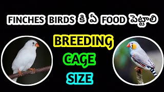 finches birds కి ఏ food పెట్టాలి  breeding cage size Ganeshworldkakinada [upl. by Inoek]