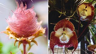 10 TIPOS DE FLORES MAIS RARAS E ESTRANHA DO MUNDO [upl. by Mackenie668]