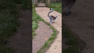 Ring tailed lemur [upl. by Deedee80]