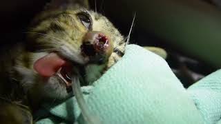 Kitten With Inside Cuterebra Removal [upl. by Madi345]