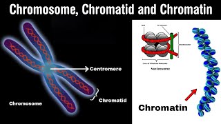 chromosomes  chromatin  chromatid and nucleosome in Hindi [upl. by Niatsirhc]