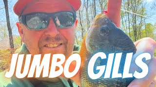 New Pond JUMBO GILLS Bonus Bass [upl. by Nattirb53]