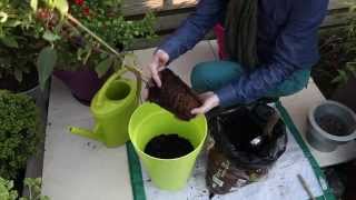 Comment planter une clématite en pot [upl. by Frechette]