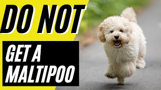 7 Reasons You SHOULD NOT Get a Maltipoo [upl. by Ynaffyt]