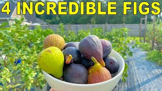 4 FIG VARIETIES I Almost Culled That Are Now Blowing My Mind [upl. by Arrotal148]