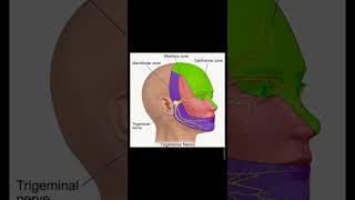 Trigeminal Nerve  1  Opthalmic Nerve  Course and Distribution [upl. by Farr843]