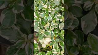 Variegated alternanthera plantgardencenterlife garden gardencenter gardenplants plantstore [upl. by Manvel]