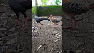 Siamese Fireback Pheasant [upl. by Ailesor306]