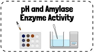 Investigating Effect of pH on Enzyme Amylase Activity  GCSE Biology Revision [upl. by Lissy758]