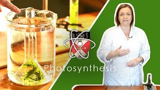 Rates Of Photosynthesis  GCSE Science Required Practical [upl. by Lleroj847]