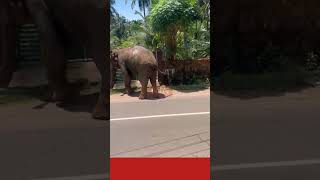 ദാ പേരാമ്പ്ര വരെ wild elephant in town [upl. by Budwig236]