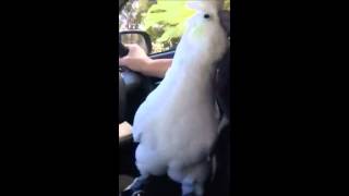 Sulphur Crested Cockatoo Headbanging To ACDC  THUNDERSTRUCK [upl. by Yrag]