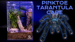 Pink Toe Tarantula Care Guide  Enclosure Set up  Avicularia [upl. by Maffei]