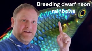 breeding praecox rainbow fish aka dwarf neon rainbow [upl. by Relda]