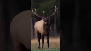 Você Conhece o Som Desses Animais  curiosidades animais girafas cervo pato somdosanimais [upl. by Joslyn]