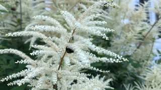 White Astilbe Flowers perennial pollinators astilbe flowers  OEstmark Family [upl. by Nelson]