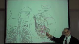 RESPIRATORY PHYSIOLOGY INTRO amp REVIEW OF FUNCTIONAL ANATOMY by Professor Fink [upl. by Selig]