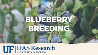 UFIFAS Research  Breeding Blueberries [upl. by Isis]