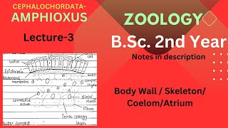 Amphioxus  BSc Zoology 2nd year  Lecture 3  Notes in Description [upl. by Irrehc846]