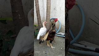 Aseel Jawa with white hen wow youtubeshorts [upl. by Nidroj]