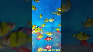 winstar Aquarium newstock topclass [upl. by Erkan]