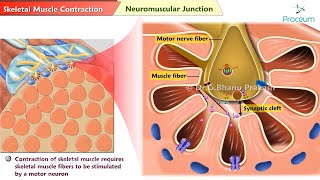 Skeletal Muscle Contraction Animation 💪🦵 [upl. by Anned]