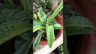 Drimiopsis lancifolia kirkii A exotic air purifying indor plant plants [upl. by Alyakem]