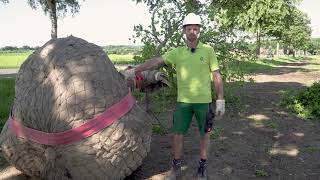 Einen großen Baum richtig pflanzen Lehrfilm der Baumschule Lorenz von Ehren [upl. by Idissak]