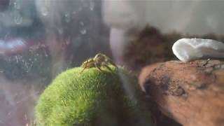 A pet jumping spider hyllus diardi 4k HD [upl. by Secnarfyram]