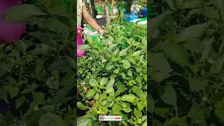 Home made pesticide for chilli plant youtubeshorts shorts organicfarming [upl. by Ecinad]