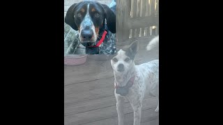 The doggie song funny song dogs subscribe [upl. by Jezrdna]