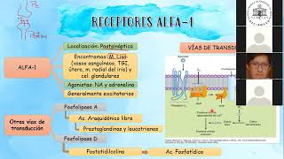 PHM AGONISTAS ALFA ADRENERGICOS [upl. by Ardnaet]