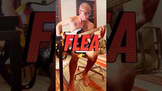 Wise FLEA plays the bass guitar with ease 🎸🐜 flea bassguitar bassist rhcp guitar fender [upl. by Rana]