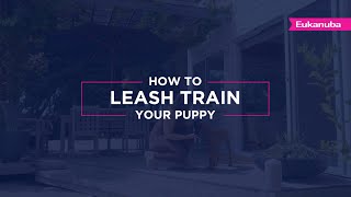 How To Leash Train Your Puppy [upl. by Mayyahk]