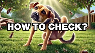 How To Know If A Dog Has Fleas Explained [upl. by Nebra]