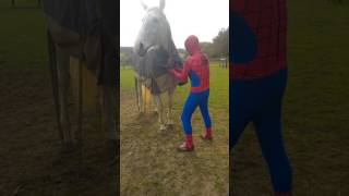 Spiderman with horse putting on rug Spiderman says be good to animals [upl. by Otanod]