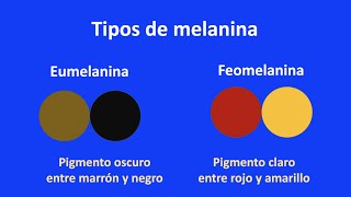 Tipos de melanina del iris [upl. by Nivek380]