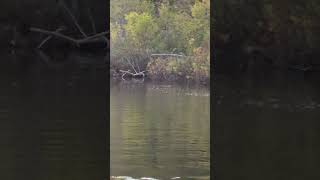 Beaver Underwater [upl. by Anirda]