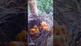 birds family birdslover wildlife dad mother [upl. by Baggett124]