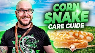 Complete Corn Snake Care Guide 2022 [upl. by Essam759]