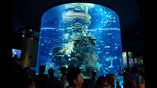 SEA Aquarium Singapore [upl. by Laveen]