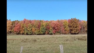 pasture walk foliage color visiting cows [upl. by Orrin144]