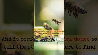 Honeybees Communicates by Dancing  didyouknow honeybee dance shorts [upl. by Kristy]