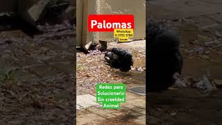 palomas naturaleza animales animals shorts shortvideo shortsvideo shortsfeed shortsviral [upl. by Gurl]