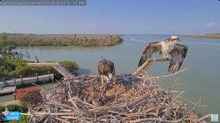 Awkward Landings Nest Defense amp Feedings  Captiva Osprey Nest of Jack amp Edie 57 [upl. by Lloyd]