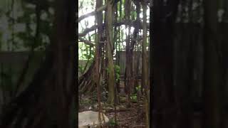 Roots of the Banyon Tree at the Hindu Temple in Kauai are Magical 1321850370 n [upl. by Joana]