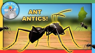 Minuscule  Best of the Ants 🐜  Compilation  Little Amigo [upl. by Aimek127]