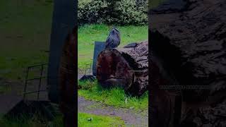 Tawny Frogmouth tawny shortsfeed shorts shortvideo bird birdvideos [upl. by Ajnos414]