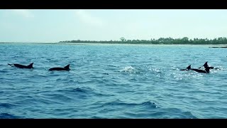 Spinner dolphins infront of Manta [upl. by Opalina387]